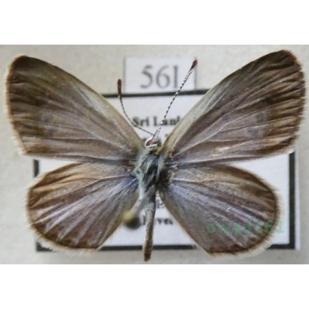 Zizina antanossa (Mabille, 1877) Sri Lanka56l